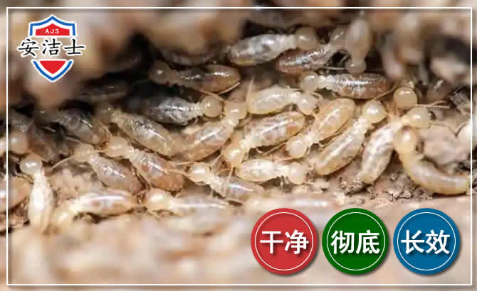 杭州白蚁防治