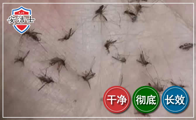 杭州蚊子防治-灭蚊