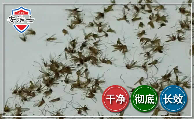 杭州苍蝇防治-灭蝇