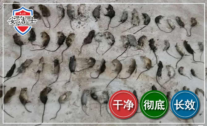杭州鼠害防治-灭鼠