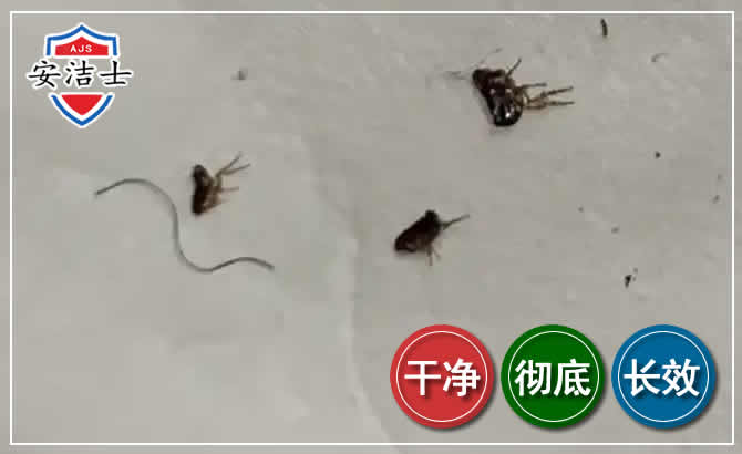杭州跳蚤防治-灭跳蚤